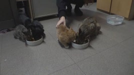 동물농장 5마리 새끼 물고 컴백한 뻔냥이 영월