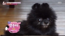 깜순이 향한 박순석 수의사의 남다른 사랑...동물농장 [NC리뷰]