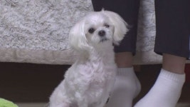 TV동물농장 똑똑한 핑크돼지, 산책 따라나서는 길냥이