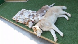 TV동물농장 30여마리 품종견이…골목에 버려진 강아지들