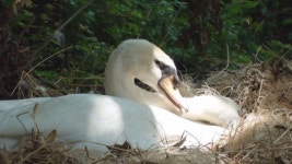 TV동물농장 펠리컨 영역 빼앗은 예민한 고니
