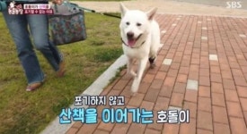 TV동물농장 장애견 비하 논란→영상 삭제·사과 지나친 자막 표현 죄송