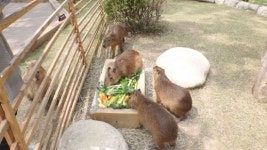 TV동물농장 친화력甲 신입 카피바라들의 좌충우돌 합사