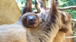 TV동물농장 늦둥이 나무늘보의 독립 프로젝트