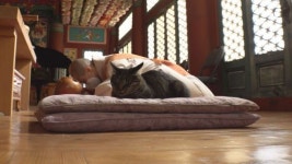 TV동물농장 불공 드리는 고양이, 자발적 검진 참여 호랑이