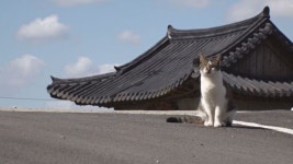 TV동물농장 불공 드리는 고양이, 자발적 검진 참여 호랑이