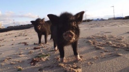 TV 동물농장 제주도 해안가에 나타난 먹성 좋은 자매의 정체는?