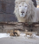 TV동물농장 끝나지 않은 사파리 전쟁