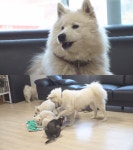 TV동물농장 끝나지 않은 사파리 전쟁