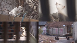 TV동물농장 인싸 까치와 위기의 유기견들