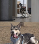 TV동물농장 집 공포증 견공부터 무단취식 라쿤까지