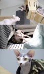 TV동물농장 폭군 스핑크스 고양이, 절친을 괴롭히는 이유는?