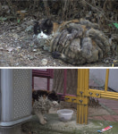 사찰 고양이들의 전쟁→충격적 모습을 한 누더기묘(TV동물농장)