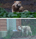 TV동물농장 3차까지 실패한 백구 구조, 시청자 구조대와 함께 재도전