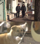 TV동물농장 매일 벽을 뚫는 개→한 커플만 쫓아다니는 누렁이