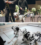 눈치 제로 사고뭉치 달마시안 때문에 신혼생활 포기한 사연(TV동물농장)