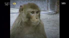 신창원 원숭이 치타의 401일간 탈주-깡패짓(꼬리에 꼬리를 무는 그날 이야기)