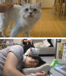 집사 머리카락 물고 꾹꾹이 시전하는 냥이, 왜 이러는걸까(TV동물농장)