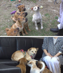 갑자기 등장한 5꼬물이와 3누렁이→옷장 속 붙박이냥 크림이(TV동물농장)