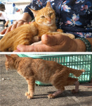 고기를 구워줘도 안 먹는다...단식투쟁견 라떼가 음식을 거부한 충격적인 이유(TV 동물농장)