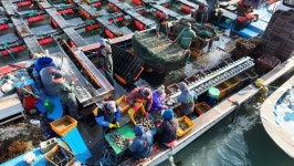 섬이 들려주는 봄 이야기…조도군도 다섯 빛깔 삶