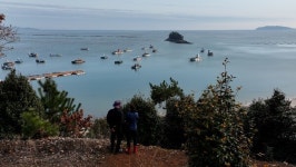 섬이 들려주는 봄 이야기…조도군도 다섯 빛깔 삶