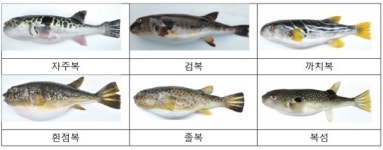 해수온 상승에 등장한 잡종 복어…잘못 먹으면 큰 위험