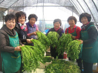 미나리 주산지서 6차산업 전진기지 변신