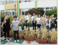 직접 심고 기른 벼 수확 기쁨 만끽