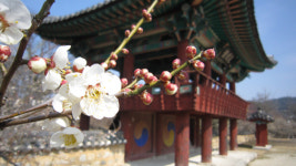 뜰 가득 매화 국화, 구름 냇물 장식하니 삶이 호사스럽네