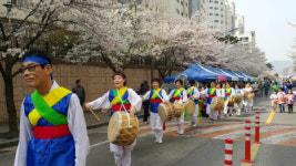 대구 서구 평리2동 한울타리 벚꽃축제 개최