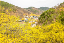 봄의 향연이 불타오르는 3월