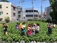 명덕초, 학교 텃밭에 심은 감자 6월 복지시설 전달