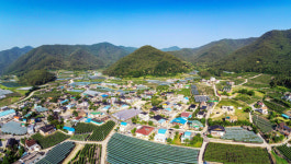 [경산 산전마을] 원조 머루포도 이름값…마을 떠받치는 효자로