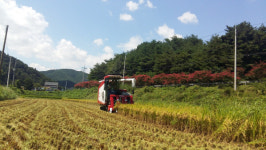 울진 추석 대비 벼 수확 돌입