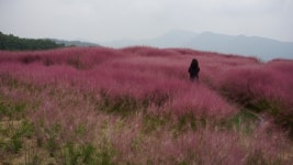 여기가 대구경북 핑크뮬리 명소, 가산수피아 핑크뮬리 정원