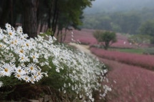 여기가 대구경북 핑크뮬리 명소, 가산수피아 핑크뮬리 정원