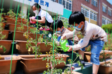 효동초 오랜만의 학교, 나만의 화분이 생겼어요