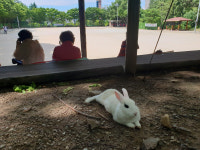 토끼 출몰지 학산공원, 쉼터 마련 등 잇단 민원