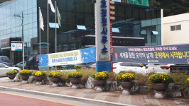 군위 효령면사무소 입구에 국화꽃 화분 조성