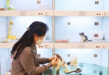 김도균 수의사, 중성화수술 사후관리, 매우 중요