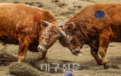 반갑소   청도 소싸움 재개