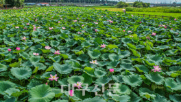 꽃망울 터트린 안심연꽃단지