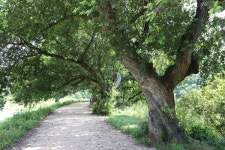 [경산 반곡2리] 동화 같은 왕버들 저수지 비경…4계절 내내 색다른 매력