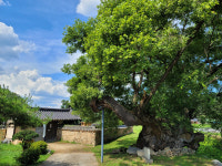 [의성 윤이실마을] 미래 세대 위해 번거로워도 친환경 농법 고집