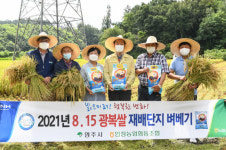 영주, 올 첫 벼베기 8·15 광복쌀 수확