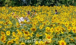 활짝 핀 해바라기