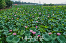 꽃망울 터트린 안심연꽃단지