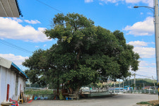 [구미 해평면 해평리] 세월 속 켜켜이 쌓인 이야기…인문 기반 새 활로 찾다