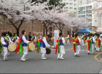 대구 벚꽃 명소 평리2동 4년 만의 한울타리 축제